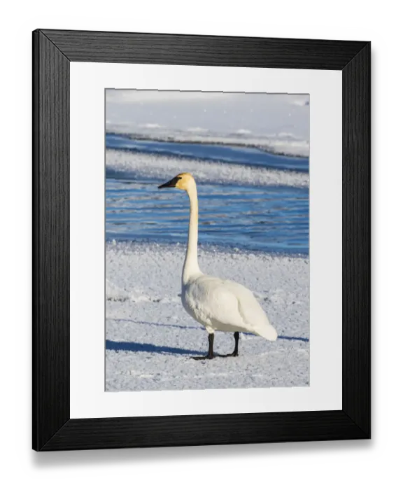 Framed Print : USA, Wyoming, Jackson Hole, Flat Creek. Adult Trumpeter Swan standing on a frosty Framed Print : USA, Wyoming, Jackson Hole, Flat Creek. Adult Trumpeter Swan standing on a frosty