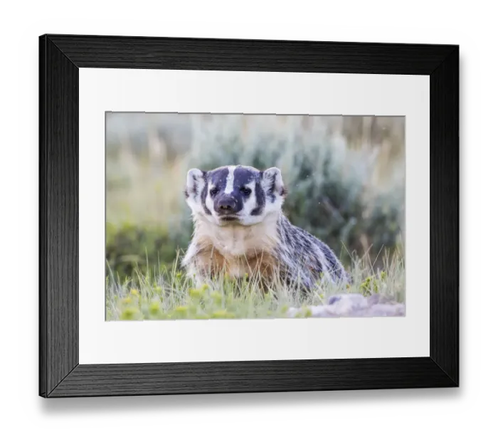 Framed Print : USA, Wyoming, Sublette County. Badger standing in the sagebrush with mosquitoes attacking Framed Print : USA, Wyoming, Sublette County. Badger standing in the sagebrush with mosquitoes attacking