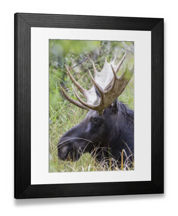 Framed Print : USA, Wyoming, Sublette County. Bull moose lying down in a grassy area displaying his large antlers Framed Print : USA, Wyoming, Sublette County. Bull moose lying down in a grassy area displaying his large antlers