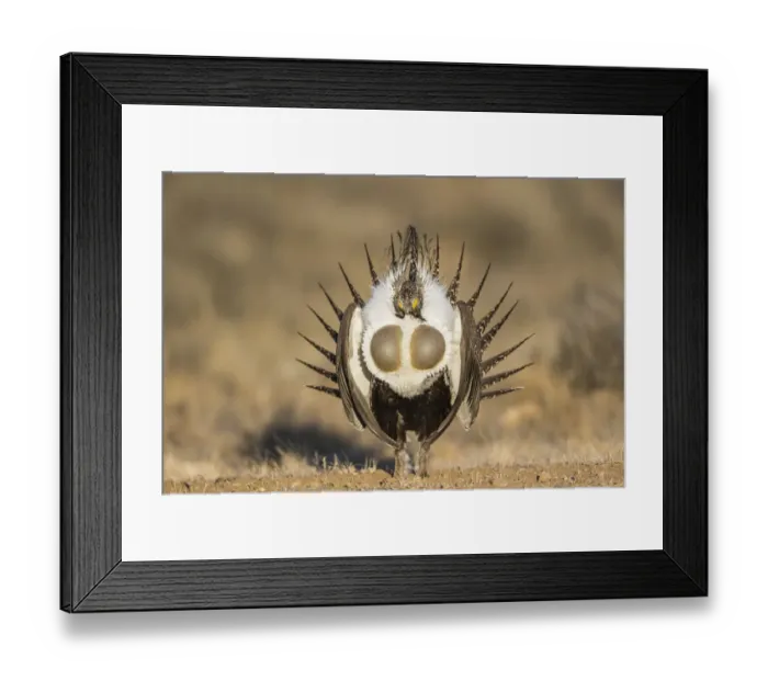 Framed Print : USA, Wyoming, Sublette County. Male Greater Sage Grouse displays on a lek in Spring Framed Print : USA, Wyoming, Sublette County. Male Greater Sage Grouse displays on a lek in Spring