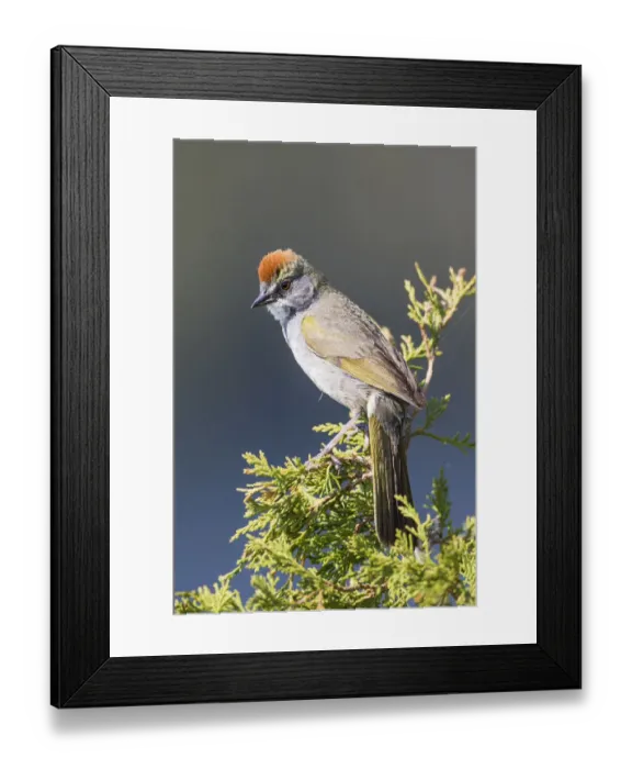 Framed Print : USA, Wyoming, Sublette County. Pinedale, Green-tailed Towhee perched on a juniper branch in