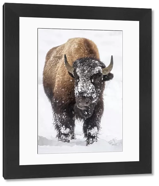 Bison bull with snowy face in Yellowstone National Park, Wyoming, USA
