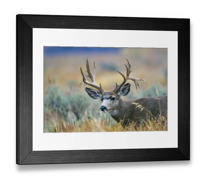 Framed Print : USA, Wyoming, Grand Teton National Park. A monster Mule Deer buck poses for a portrait
