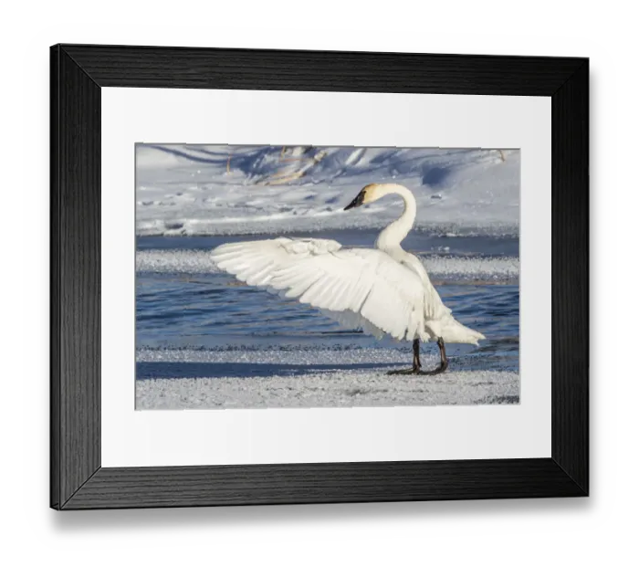 Framed Print : USA, Wyoming, Jackson, Flat Creek. Trumpeter Swan stretching its wings on a Framed Print : USA, Wyoming, Jackson, Flat Creek. Trumpeter Swan stretching its wings on a