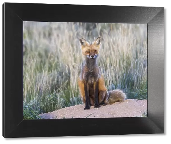 USA, Wyoming, Sublette County. Female red fox sitting at her den site