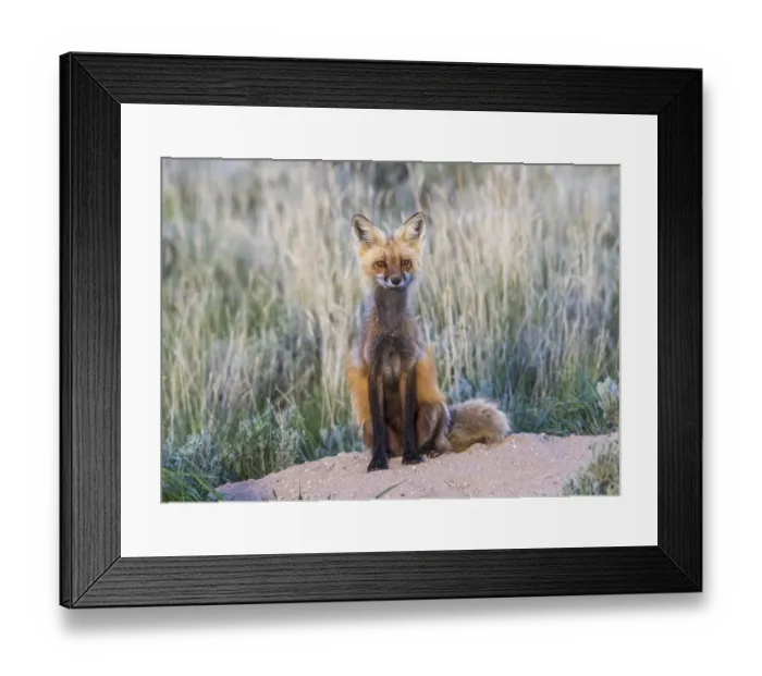 Framed Print : USA, Wyoming, Sublette County. Female red fox sitting at her den site Framed Print : USA, Wyoming, Sublette County. Female red fox sitting at her den site