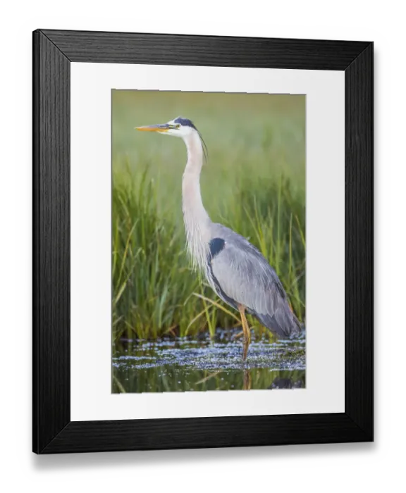 Framed Print : USA, Wyoming, Sublette County. Great Blue Heron standing in a wetland full of sedges in Summer
