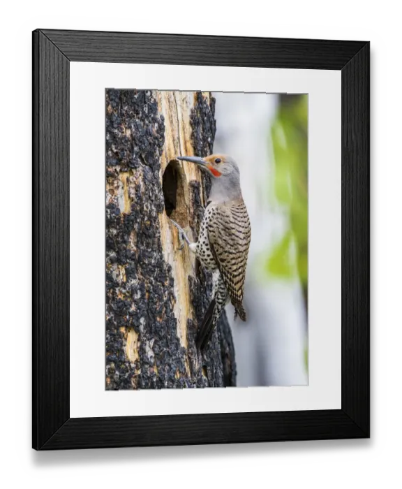 Framed Print : USA, Wyoming, Sublette County. Male Northern Flicker sitting at the entrance to it s Framed Print : USA, Wyoming, Sublette County. Male Northern Flicker sitting at the entrance to it s