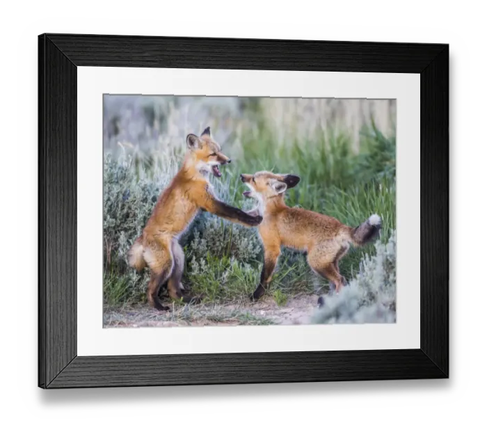 Framed Print : USA, Wyoming, Sublette County. Two red fox kits playing in the sage brush near their Framed Print : USA, Wyoming, Sublette County. Two red fox kits playing in the sage brush near their