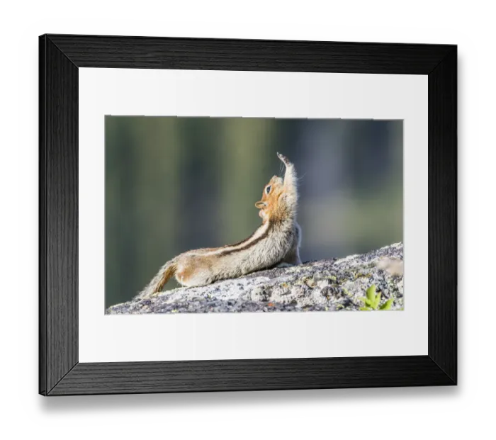 Framed Print : USA, Wyoming, Sublette County. Golden-mantled Ground Squirrel stretching as if reaching