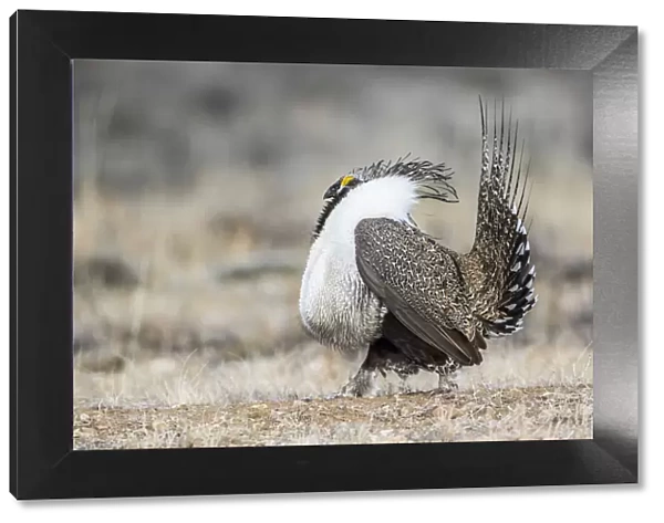 USA, Wyoming, Sublette County. Male Greater Sage Grouse struts on a lek in Spring