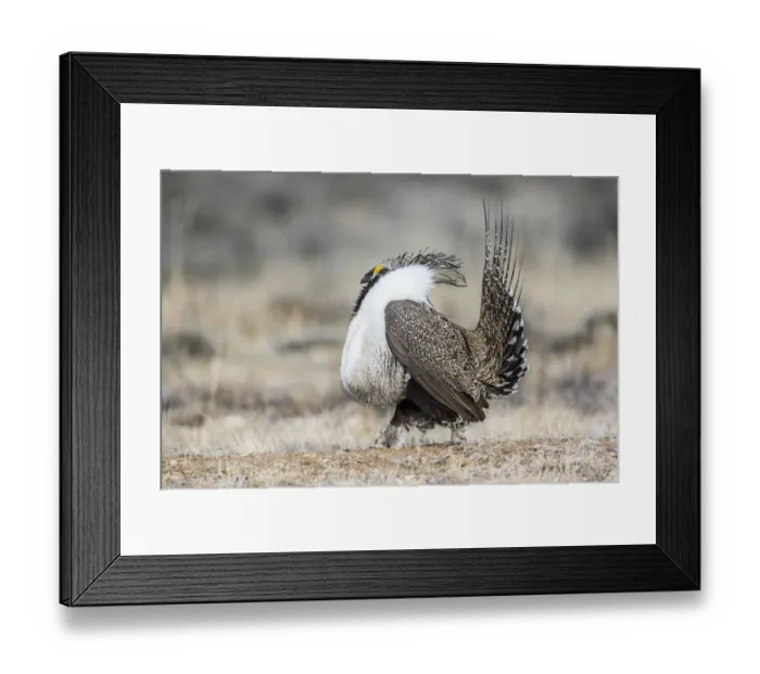 Framed Print : USA, Wyoming, Sublette County. Male Greater Sage Grouse struts on a lek in Spring
