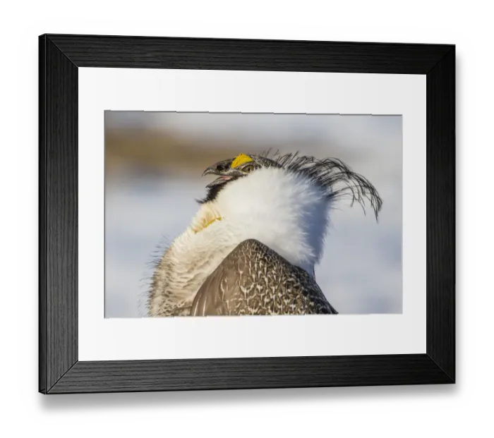 Framed Print : USA, Wyoming, Sublette County. Portrait of a male Greater Sage Grouse displaying on a lek in Spring
