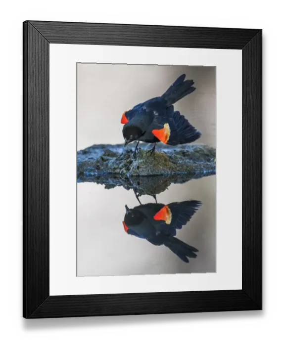 Framed Print : USA, Wyoming, Sublette County. Pinedale, a male Red-winged Blackbird is reflected Framed Print : USA, Wyoming, Sublette County. Pinedale, a male Red-winged Blackbird is reflected