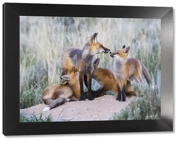 USA, Wyoming, Sublette County. Two red fox kits nurse their mother as another looks