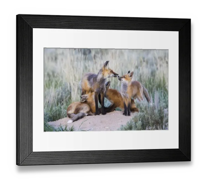 Framed Print : USA, Wyoming, Sublette County. Two red fox kits nurse their mother as another looks Framed Print : USA, Wyoming, Sublette County. Two red fox kits nurse their mother as another looks