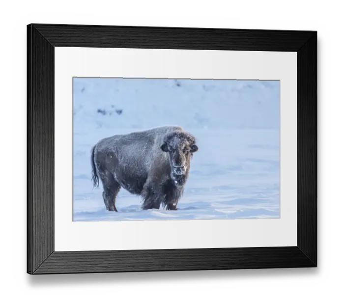 Framed Print : USA, Wyoming, Yellowstone National Park. Frosty bison in winter Framed Print : USA, Wyoming, Yellowstone National Park. Frosty bison in winter