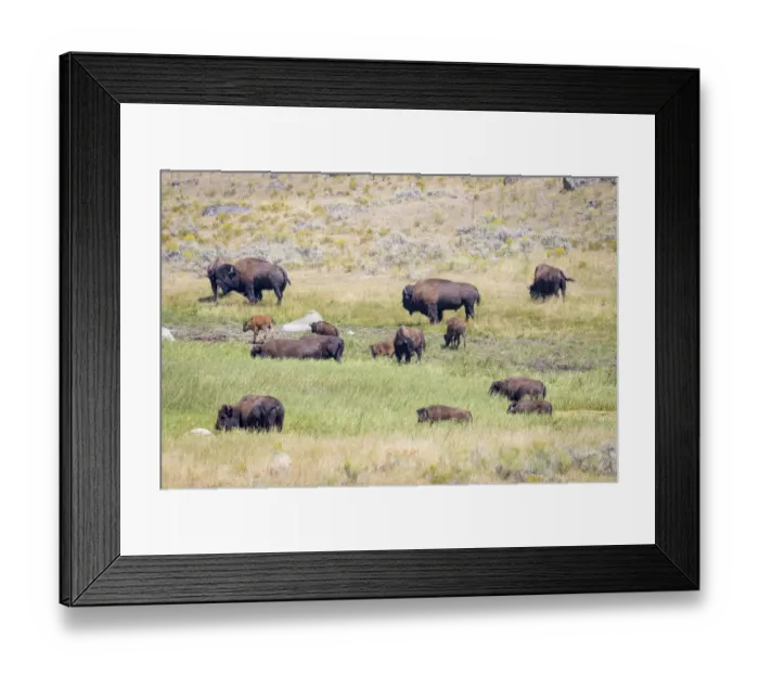 Framed Print : USA, Wyoming, Yellowstone National Park. Buffalos in grassy meadow Framed Print : USA, Wyoming, Yellowstone National Park. Buffalos in grassy meadow