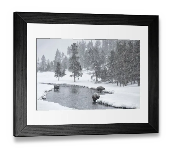 Framed Print : USA, Nez Perce River, Yellowstone National Park, Wyoming. Bison in a snowstorm along the Nez Perce Framed Print : USA, Nez Perce River, Yellowstone National Park, Wyoming. Bison in a snowstorm along the Nez Perce