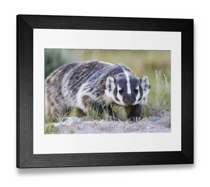 Framed Print : USA, Wyoming, Sublette County. Badger walking in a grassland showing its long Framed Print : USA, Wyoming, Sublette County. Badger walking in a grassland showing its long