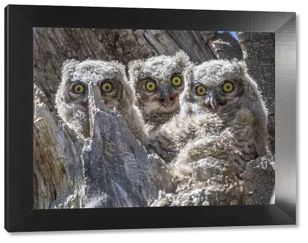 USA, Wyoming, Sublette County. Pinedale, three Great Horned owl chicks look out