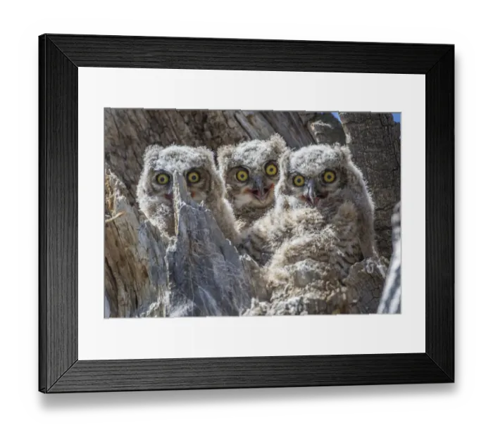 Framed Print : USA, Wyoming, Sublette County. Pinedale, three Great Horned owl chicks look out