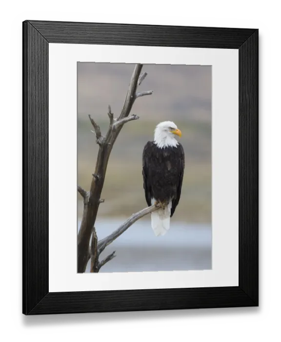 Framed Print : USA, Wyoming, Sublette County. Adult Bald Eagle sitting on a snag above Soda Lake Framed Print : USA, Wyoming, Sublette County. Adult Bald Eagle sitting on a snag above Soda Lake