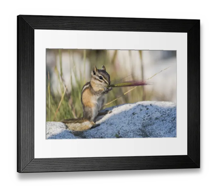 Framed Print : USA, Wyoming, Sublette County. Chipmunk feeds on the seed head of a foxtail grass