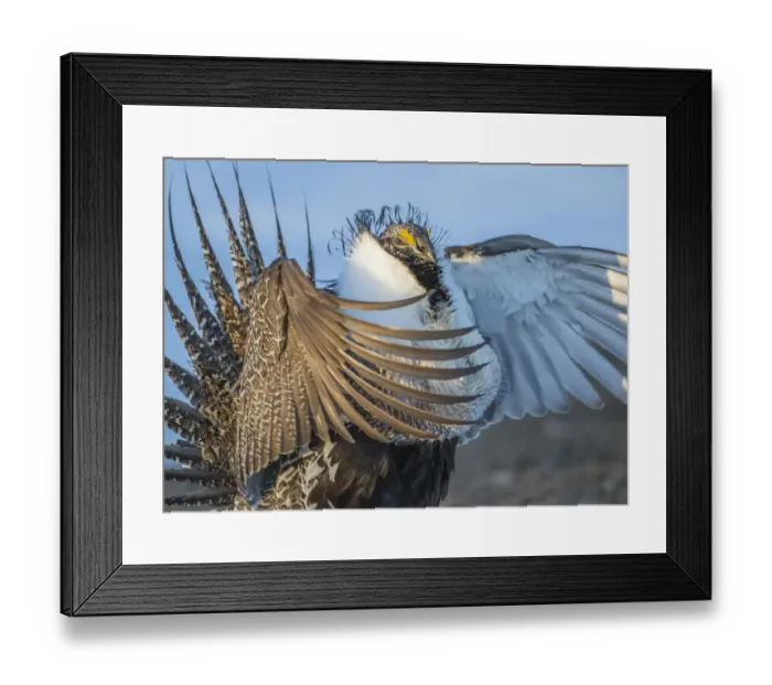 Framed Print : USA, Wyoming, Sublette County. Greater Sage Grouse male stretching his wings Framed Print : USA, Wyoming, Sublette County. Greater Sage Grouse male stretching his wings