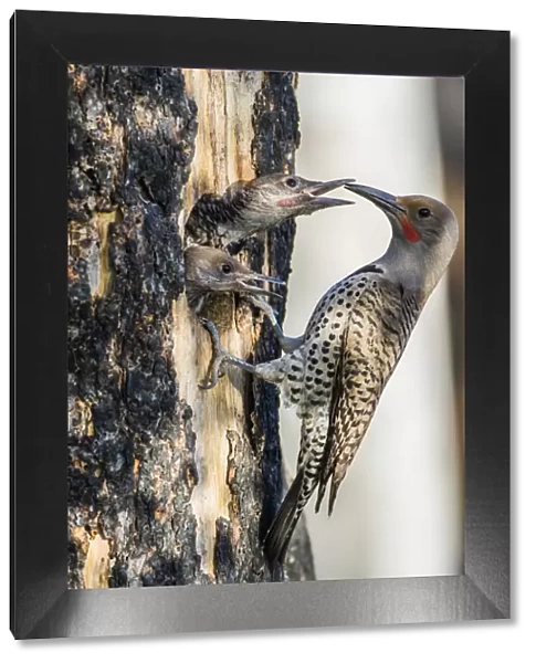 USA, Wyoming, Sublette County. Male Northern Flicker feeds two of its young