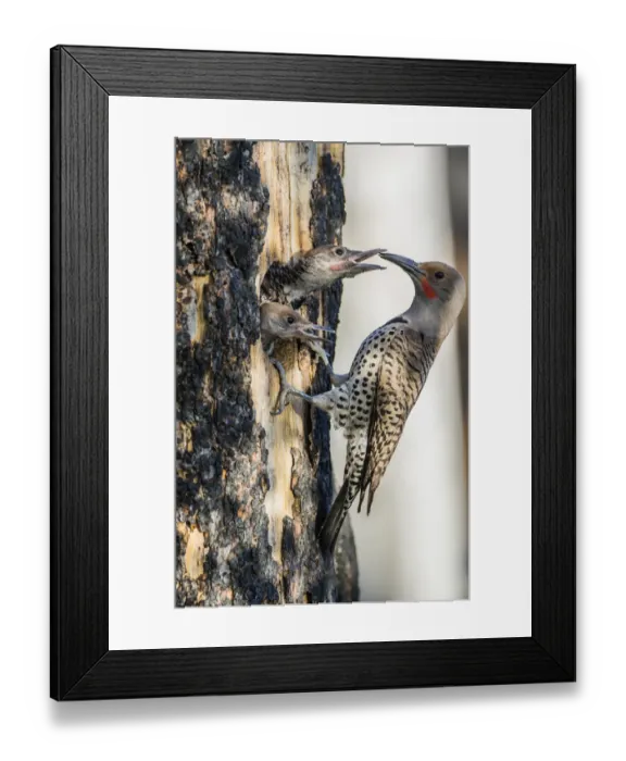 Framed Print : USA, Wyoming, Sublette County. Male Northern Flicker feeds two of its young Framed Print : USA, Wyoming, Sublette County. Male Northern Flicker feeds two of its young