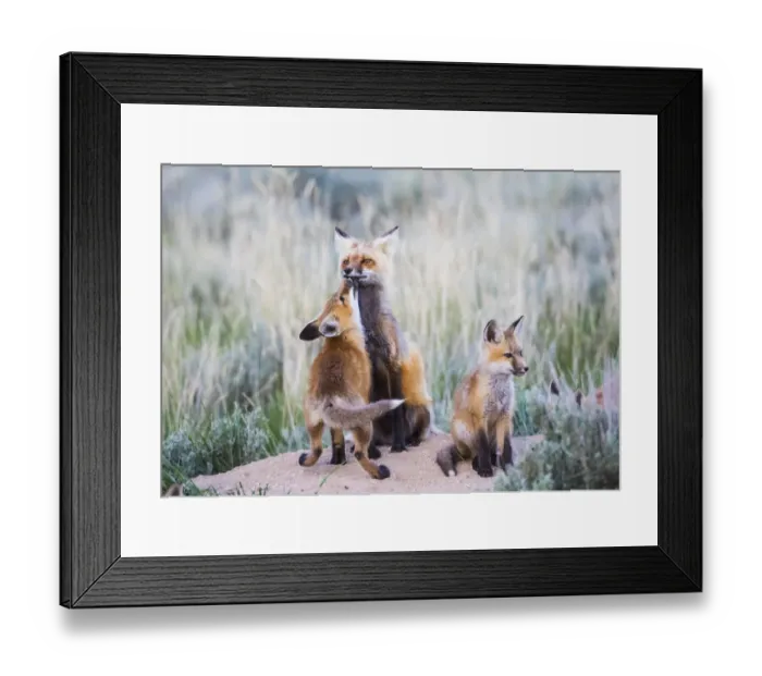 Framed Print : USA, Wyoming, Sublette County. Red fox kit greets its mom with a kiss as she Framed Print : USA, Wyoming, Sublette County. Red fox kit greets its mom with a kiss as she