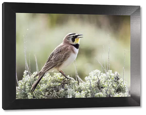 USA, Wyoming, Sublette County. Adult Horned Lark sings from the top of a sage brush in Spring