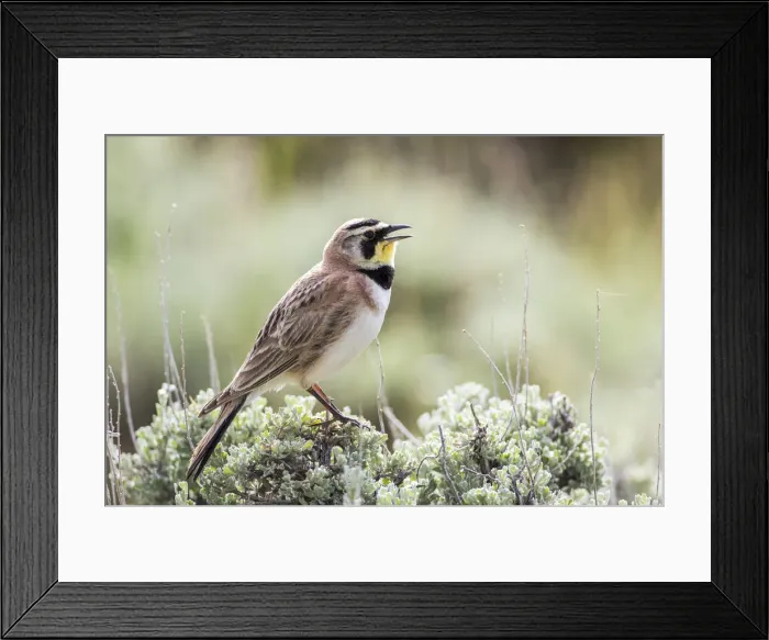 Framed Print : USA, Wyoming, Sublette County. Adult Horned Lark sings from the top of a sage brush in Spring Framed Print : USA, Wyoming, Sublette County. Adult Horned Lark sings from the top of a sage brush in Spring