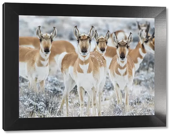 USA, Wyoming, Sublette County. Curious group of pronghorn standing in sagebrush during