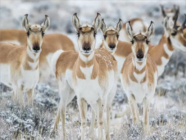USA, Wyoming, Sublette County. Curious group of pronghorn standing in sagebrush during