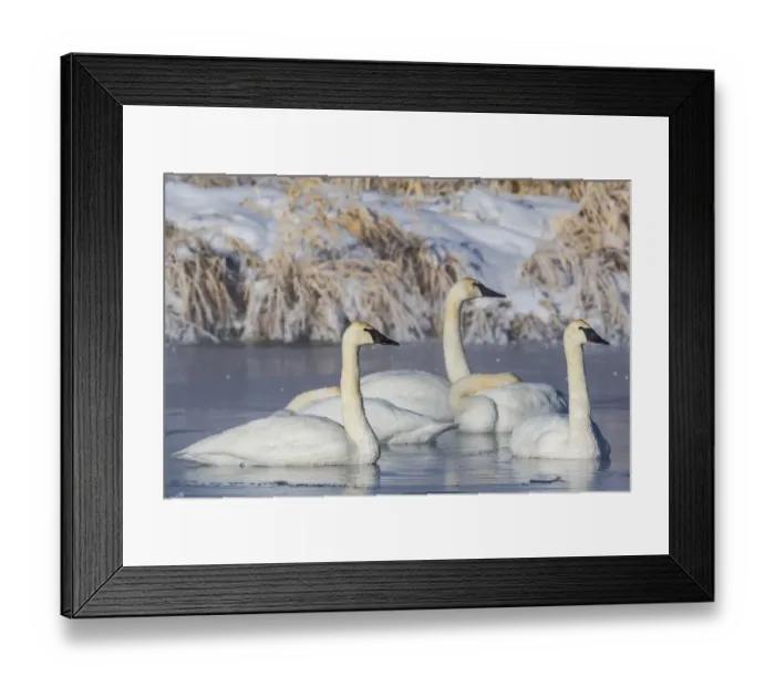 Framed Print : USA, Wyoming, Sublette County. Group of five Trumpeter Swans sitting on a partially Framed Print : USA, Wyoming, Sublette County. Group of five Trumpeter Swans sitting on a partially