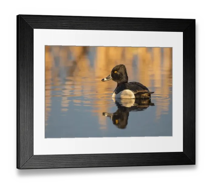 Framed Print : USA, Wyoming, Sublette County. Male ring-necked duck is reflected in the morning Framed Print : USA, Wyoming, Sublette County. Male ring-necked duck is reflected in the morning