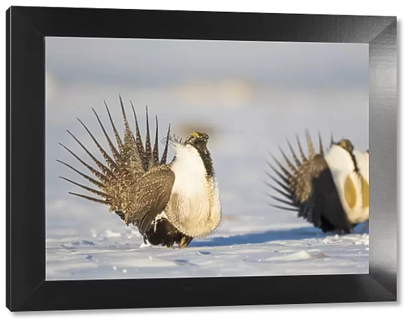 USA, Wyoming, Sublette County. Two Greater Sage Grouse males strut in the snow during March