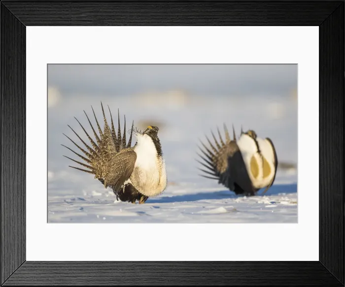 Framed Print : USA, Wyoming, Sublette County. Two Greater Sage Grouse males strut in the snow during March Framed Print : USA, Wyoming, Sublette County. Two Greater Sage Grouse males strut in the snow during March