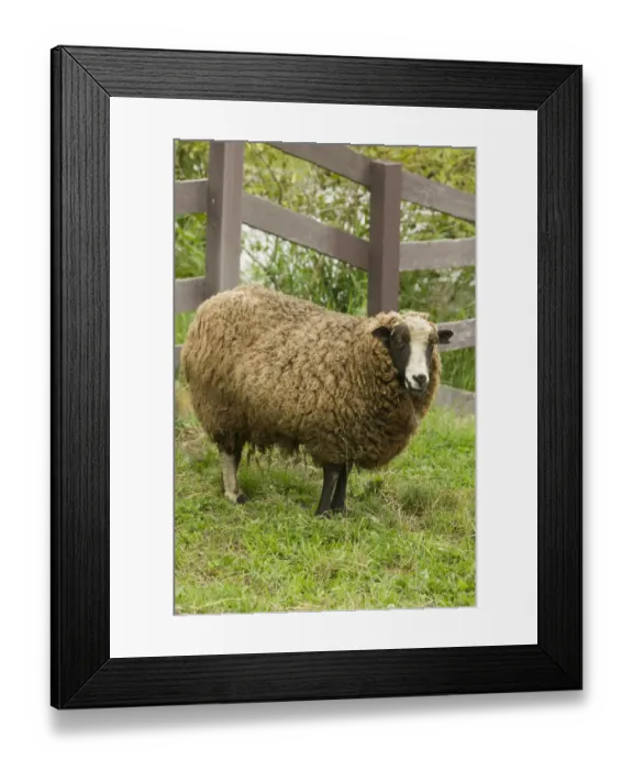 Framed Print : Fall City, Washington State, USA. Jacob Sheep mixed breed in pasture by wooden fence Framed Print : Fall City, Washington State, USA. Jacob Sheep mixed breed in pasture by wooden fence