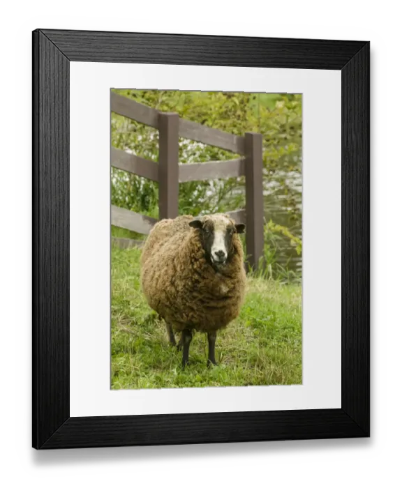 Framed Print : Fall City, Washington State, USA. Jacob Sheep mixed breed in pasture by wooden fence