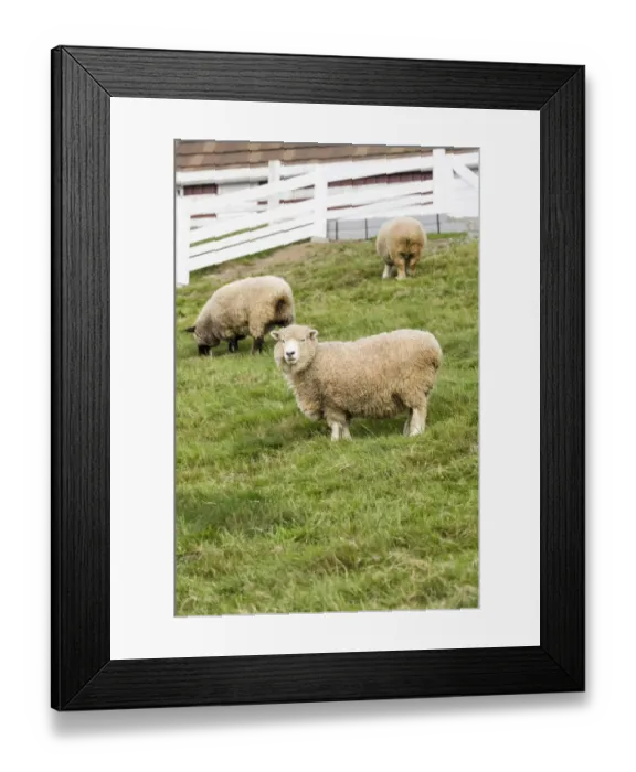 Framed Print : Bellevue, Washington State, USA. Coopworth and Romney Southdown crossbreed sheep in pasture