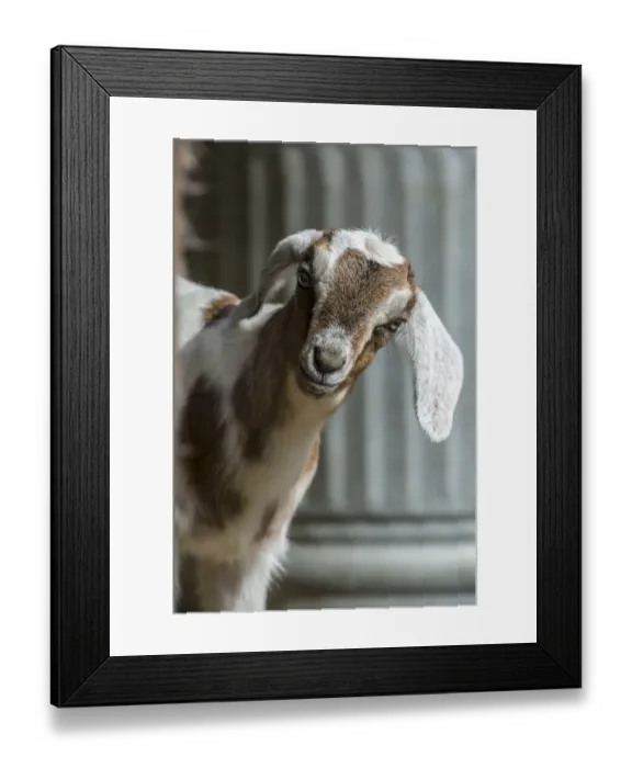 Framed Print : Issaquah, Washington State, USA. 12 day old mixed breed Nubian and Boer goat kid Framed Print : Issaquah, Washington State, USA. 12 day old mixed breed Nubian and Boer goat kid