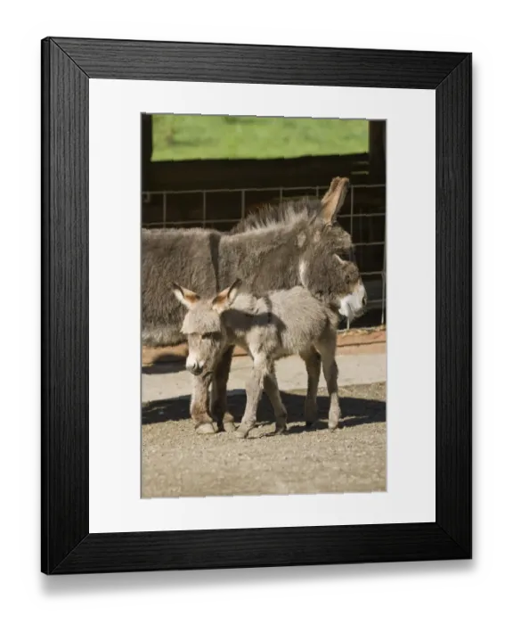 Framed Print : Fall City, Washington State, USA. Affectionate mother and foal Mediterranean Miniature Donkey Framed Print : Fall City, Washington State, USA. Affectionate mother and foal Mediterranean Miniature Donkey