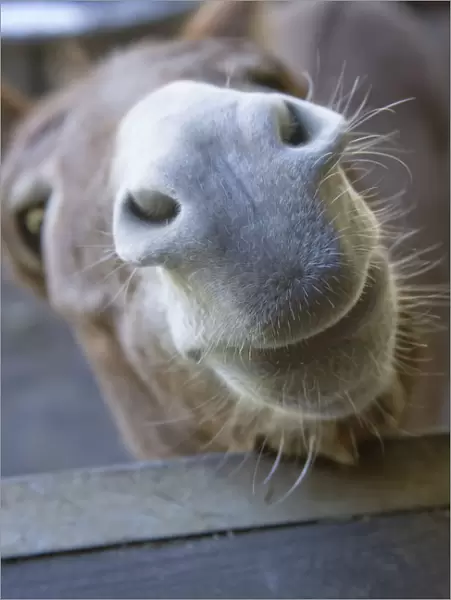 Fall City, Washington State, USA. Nosy Mediterranean Miniature Donkey Jenny (adult