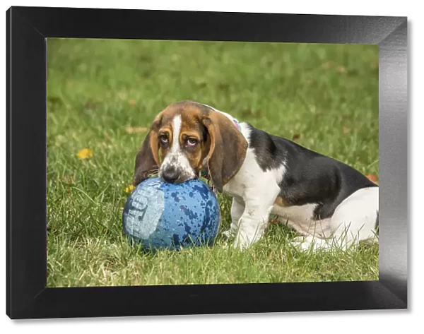 Maple Valley, Washington State, USA. Three month old Basset puppy chewing a kick ball in her yard