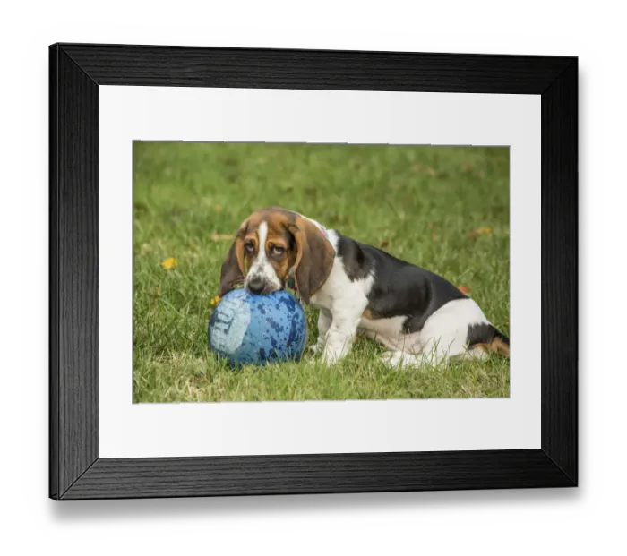 Framed Print : Maple Valley, Washington State, USA. Three month old Basset puppy chewing a kick ball in her yard Framed Print : Maple Valley, Washington State, USA. Three month old Basset puppy chewing a kick ball in her yard