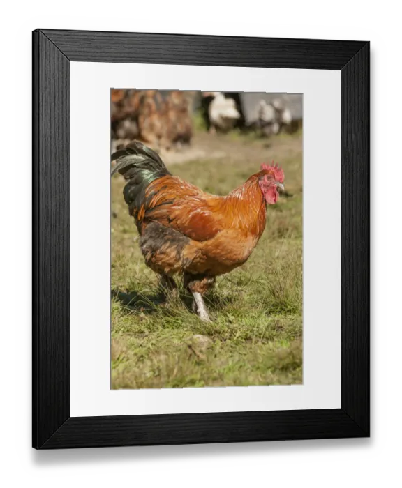 Framed Print : Carnation, Washington State, USA. Free-range Chantercler Partridge rooster strutting