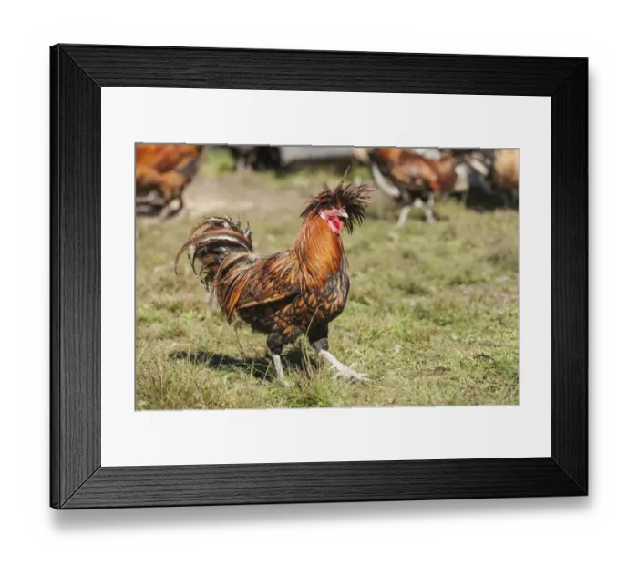 Framed Print : Carnation, Washington State, USA. Golden Laced Polish rooster strutting across the lawn Framed Print : Carnation, Washington State, USA. Golden Laced Polish rooster strutting across the lawn